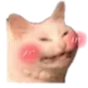 catto_blush
