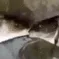 HomieFishKiss