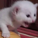 cat_kitten_scream