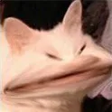 AngeryAngry AngeryAngry