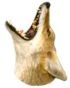 coyoteScream