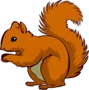 squirrel
