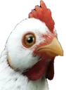 Rebelchicken2 Rebelchicken2