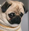 pug