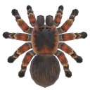 Tarantula