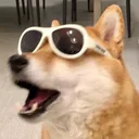 Pog_Boye
