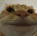 SmileyCat