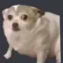 sadpooch