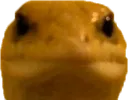 StaringLizard