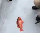 dedfish dedfish
