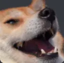 yousuchadog