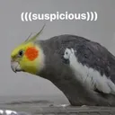SuspicionsBirb Discord Emoji