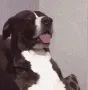 Bruh