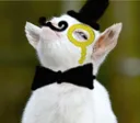 Bobthemod