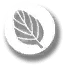 oregano