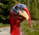 emoturkey