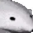 polarExtreme