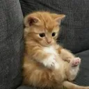meupezinho