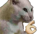 OkCat