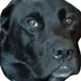 doggy2 doggy2