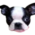 doggy