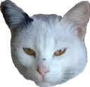 Catface Discord Emoji