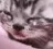 catcry catcry