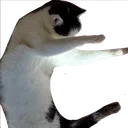 morganadab