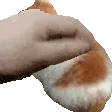PATTHEKITTY