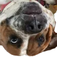 mattduMilleDerp