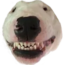 Z_dogsmile