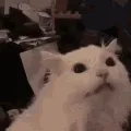 kat