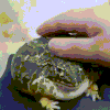 froggie