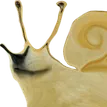 dogesnail dogesnail