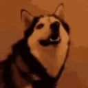 wut