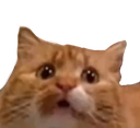 TP_Cat
