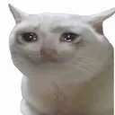 crykitty crykitty