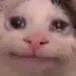 catBro