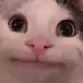 catSmile