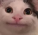 kitty
