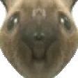 zaputalsa