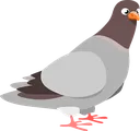 Pigeon Pigeon