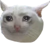 cryingcat cryingcat