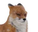 Fox Wimdy Discord Emoji