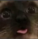 mlemcat mlemcat