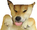 shibatonhehe shibatonhehe