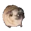 pugvibe