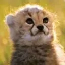RWconcernedcheetah