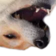 dogekek3