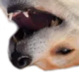 dogekek4 dogekek4